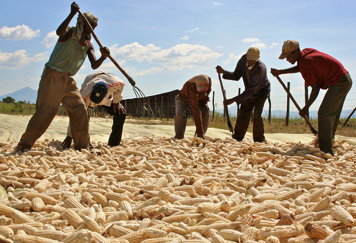 corn plantation