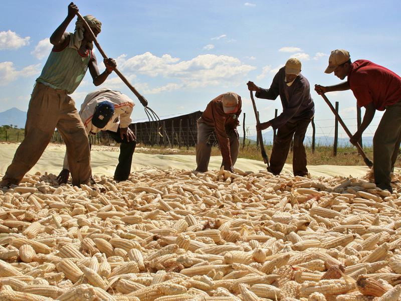 corn plantation